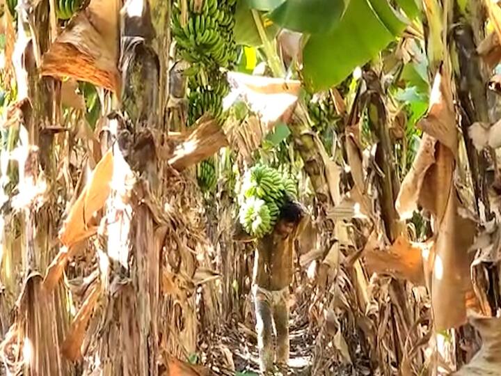 केळीचा पोंगा काळा पडत असेल तर आवश्यकतेनुसार बुरशीनाशकांची फवारणी करावी.