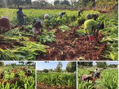 தூத்துக்குடி:  சாயர்புரம் பகுதியில் மஞ்சள் அறுவடை பணிகள் தொடக்கம்