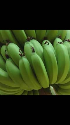 करपा रोगाच्या प्रादुर्भाव रोखण्यासाठी उपाययोजना करण्याचा सूचना