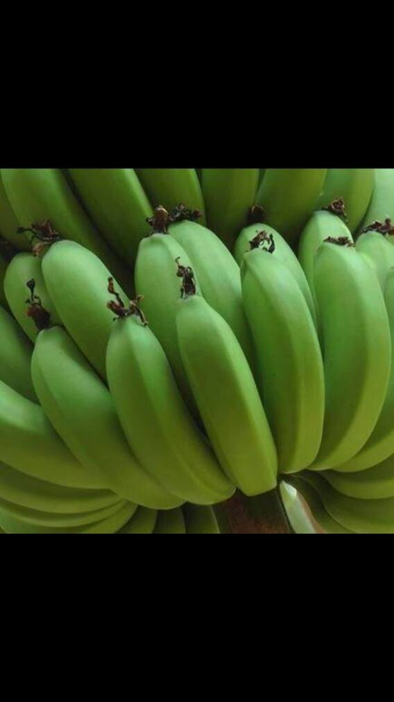 करपा रोगाच्या प्रादुर्भाव रोखण्यासाठी उपाययोजना करण्याचा सूचना