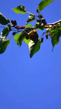 Health Tips : मलबेरी फळ आरोग्यासाठी वरदान; मिळतात आश्चर्यकारक फायदे