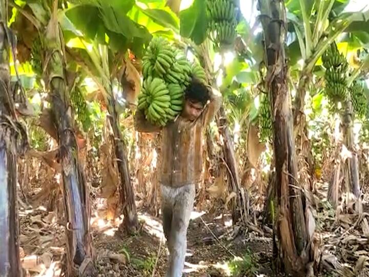 केळीच्या पिकांमधील उष्णता कायम राहण्यासाठी पिकाला रात्रीच्या वेळेस पाणी द्यावे