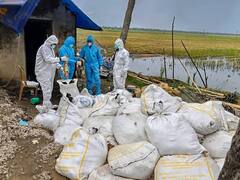 केरल में बर्ड फ्लू का कहर! संक्रमण से कोझिकोड में हुई 1,800 मुर्गियों की मौत