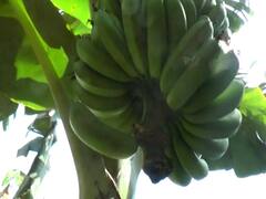 Nandurbar News: कडाक्याच्या थंडीमुळे केळी पिकावर करपा रोगाचा प्रादुर्भाव होण्याची शक्यता