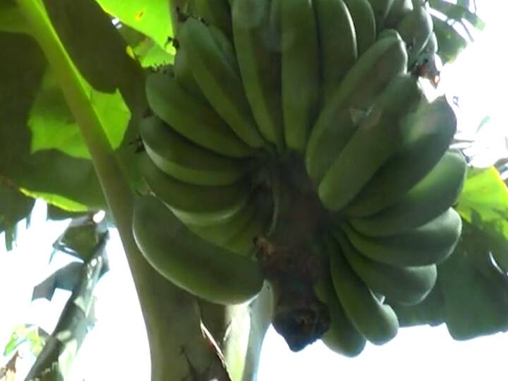 नंदुरबार, जळगाव, धुळे जिल्ह्यातील केळी उत्पादक शेतकऱ्यांना बसण्याची शक्यता आहे.