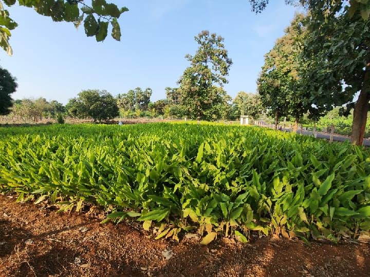 தூத்துக்குடி: சாயர்புரம் பகுதியில் மஞ்சள் அறுவடை பணிகள் தொடக்கம்