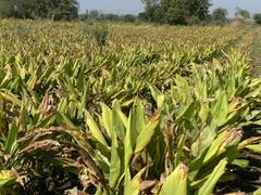 PHOTO: करप्याचा कहर, पिकं करपताहेत, राज्यभरात शेतकरी संकटात, मदतीची अपेक्षा