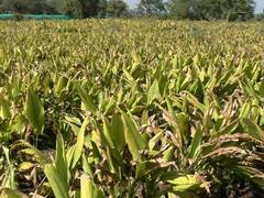 PHOTO: करप्याचा कहर, पिकं करपताहेत, राज्यभरात शेतकरी संकटात, मदतीची अपेक्षा