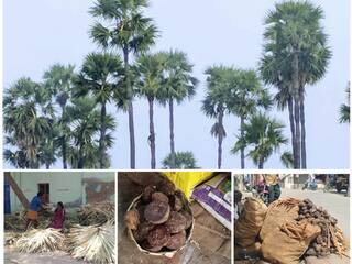 பனைமரத்தை பாதுகாக்க என்ன நடவடிக்கை எடுத்தீங்க? - தமிழக அரசு பதிலளிக்க நீதிமன்றம் உத்தரவு