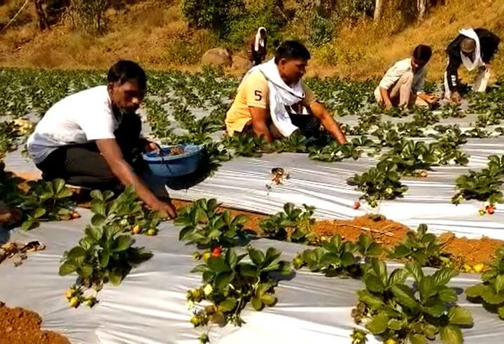 सद्या स्ट्रॉबेरीची तोडणी सुरू असून जवळपास 6 लाख रुपये उत्पन्न मिळणार असल्याचं सांगण्यात येत आहे.