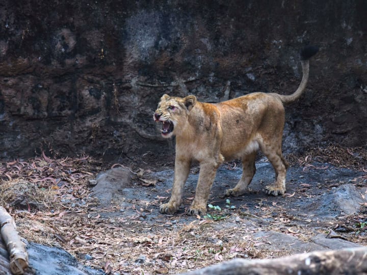 Gujarat Lions Three persons arrested for harassing lion in Amreli action taken after video went viral Gujarat Lions: गुजरात में शेर को परेशान करने के आरोप में तीन व्यक्ति गिरफ्तार, वीडियो वायरल होने के बाद हुई कार्रवाई