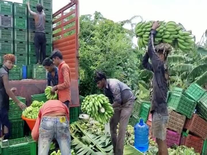 कडाक्याची थंडी केळीवरील करपा रोगासाठी पोषक असून अशा वातावरणात केळीच्या बागांवर करपाचा प्रादुर्भाव वाढण्याची शक्यता असते.