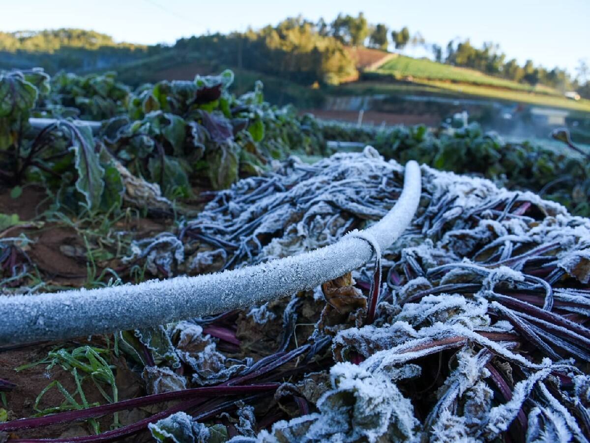 உதகையை உறைய வைக்கும் உறைபனி ; பொதுமக்களின் இயல்பு வாழ்க்கை பாதிப்பு