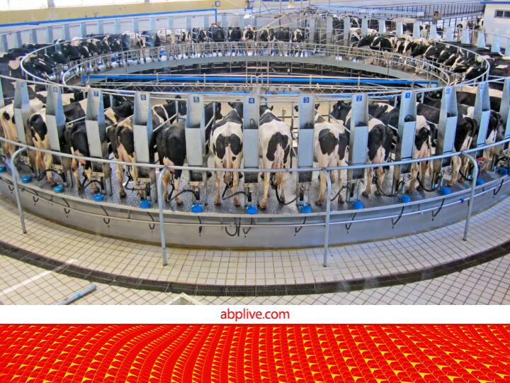 Indo Danish Center of Excellence for Dairy with 200 denmark Cows is being Constructed in Una HP Dairy Excellence Center: इस राज्य में बनने जा रहा है डेयरी सेंटर ऑफ एक्सीलेंस, दूध बढ़ाने के लिए डेनमार्क दे रहा है अपनी 200 गाय