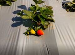 Photo : सातपुड्याच्या कुशीत फुलला स्ट्रॉबेरीचा मळा