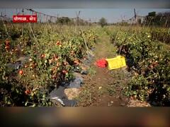 Tomato Price: टोमॅटोची लाली उतरली, शेतकऱ्यांचं आर्थिक नुकसान, बांधावर लाल चिखल