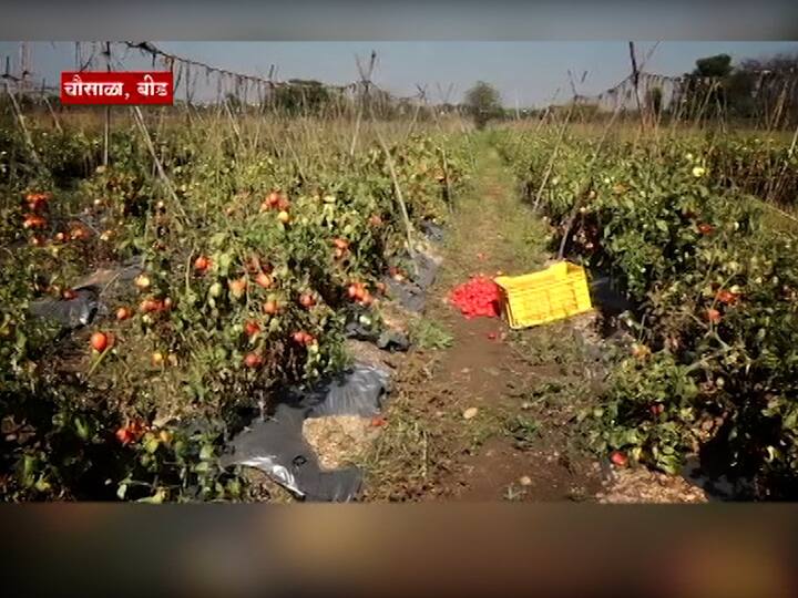 शेताच्या बांधावर पडलेला टोमॅटोचा खच.. एरवी यापैकी एक ना एक टोमॅटोची काळजी घेणाऱ्या शेतकऱ्याने आता मात्र हे टोमॅटो चक्क बांधावर टाकून द्यायला सुरुवात केली आहे.