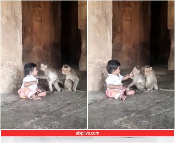 Fearless child seen playing with monkeys video goes viral Video: बंदरों के साथ खेलता नजर आया बच्चा, वीडियो देख हैरान रह गए यूजर्स