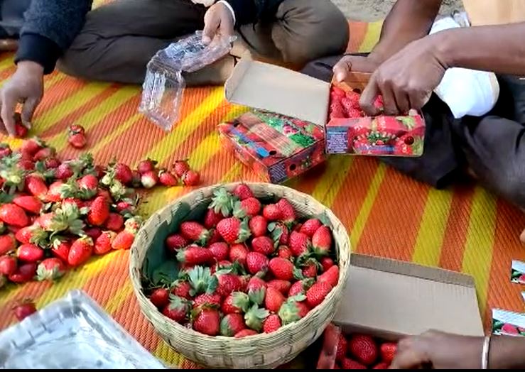 Agriculture News : सातपुड्याच्या कुशीत फुलवला स्ट्रॉबेरीचा मळा, मिळतोय लाखोंचा नफा; वाचा नंदूरबारच्या धिरसिंगची यशोगाथा