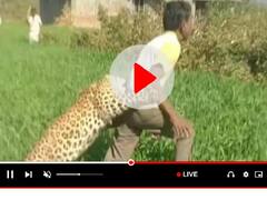 पत्थर फेंके जाने से पैंथर को आया गुस्सा, हमला कर दो लोगों को किया घायल, देखें Video