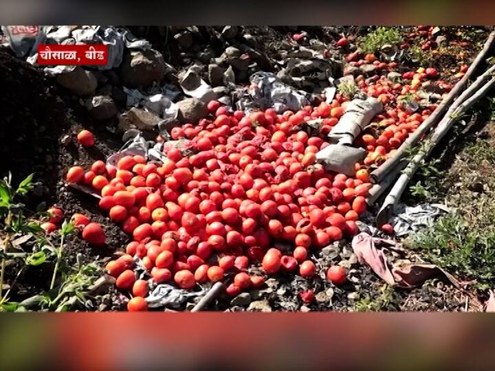 Tomato Price: उत्पन्न जाऊ द्या हे टोमॅटो शेतातून काढून बाहेर टाकायला सुद्धा या शेतकऱ्याला सध्या परवडत नाही.