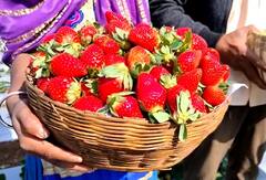 Photo : सातपुड्याच्या कुशीत फुलला स्ट्रॉबेरीचा मळा