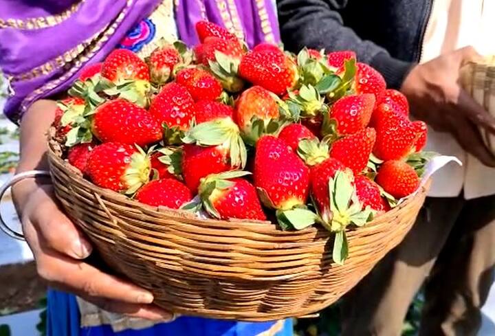 नंदूरबार (Nandurbar) जिल्ह्यातील एका शेतकऱ्यानं सातपुड्याच्या कुशीत  उत्तम प्रकारची स्ट्रॉबेरीची शेती (Strawberry Cultivation) फुलवली आहे.