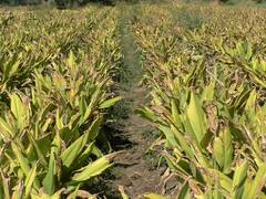 PHOTO: करप्याचा कहर, पिकं करपताहेत, राज्यभरात शेतकरी संकटात, मदतीची अपेक्षा