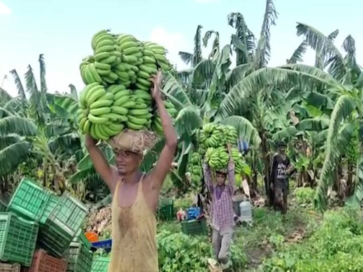 करपा रोगाचा प्रादुर्भाव दिसून आला तर बुरशीनाशक औषधांची फवारणी करावी.