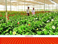 यदि आप भी करते हैं बागवानी फसलों की खेती तो इस स्कीम के जरिए बढ़ा सकते हैं मुनाफा, जानें पूरी प्रोसेस