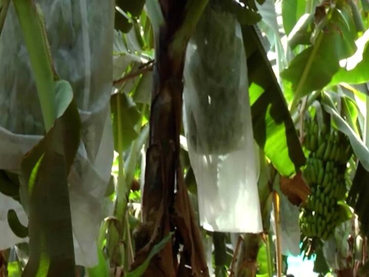 वाढत्या थंडीमुळे केळी पिकावर करपा रोगाचा प्रादुर्भाव होण्याची शक्यता आहे.