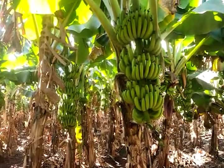 Maharashtra Nandurbar cold weather may cause Karpa disease on banana crop Nandurbar: कडाक्याच्या थंडीमुळे केळी पिकावर करपा रोगाचा प्रादुर्भाव होण्याची शक्यता,  पिकांची काळजी घेण्याचे कृषी विभागाचे आवाहन
