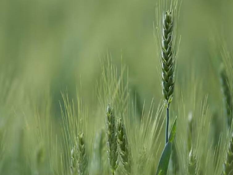 Agriculture News Wheat Cultivation winter frost and cold wave effect on wheat and mustard crop  Wheat Cultivation : वाढती थंडी गव्हासाठी पोषक, तर 'या' पिकांना फटका बसण्याची शक्यता