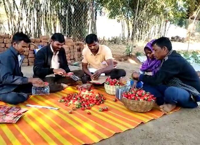 2021 साली त्यांनी एका एकरात 12 हजार स्ट्रॉबेरीच्या रोपांची लागवड केली. यासाठी त्यांनी 1 लाख 55 हजार एवढा लागवड खर्च आला. यातून  3 टन उत्पन्न मिळाले. त्यात धिरसिंग फुसा पाडवी यांना  4 लाख 50 हजार रुपयांचा नफा मिळाला.