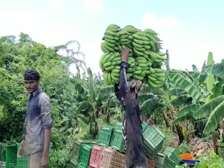 उत्तर महाराष्ट्रातील जळगाव, धुळे, नंदुरबार जिल्ह्यात पन्नास हजार हेक्टर क्षेत्रापेक्षा अधिक क्षेत्रावर केळीचे पीक आहे.