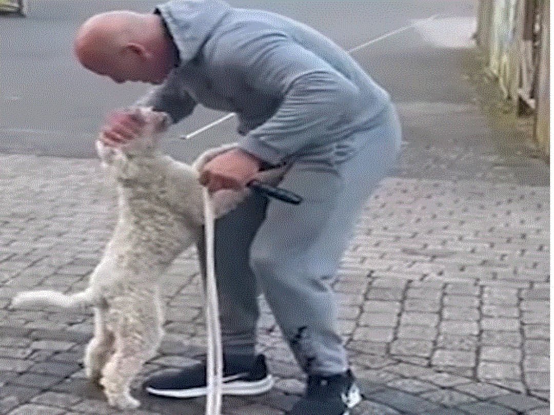 Dog Creates Guinness World Record For Most Skips On Hind Legs Video