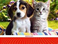 इन देशों में कुत्ते-बिल्ली भी करते हैं रक्तदान, भारत में भी है एक बैंक! जानिए फिर उसका क्या होता है?