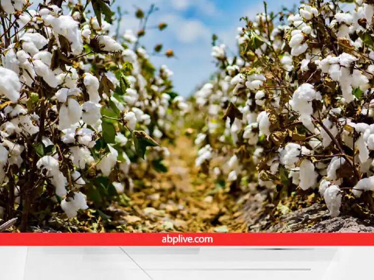 Agriculture News cotton prices have come down due to non export to china Cotton Price : कापसाच्या दरात घसरण होण्याचं कारण काय? वाचा सविस्तर 