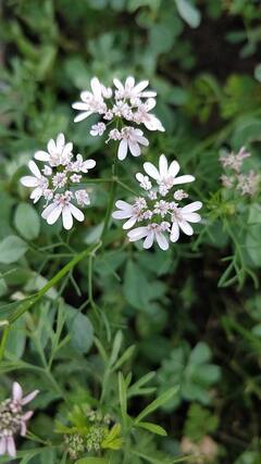 হৃদরোগের ঝুঁকি কমায়, ভাল রাখে ত্বকও; পাতে মেথি শাক রাখছেন তো?