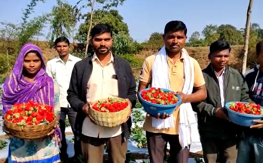 Agriculture News : सातपुड्याच्या कुशीत फुलवला स्ट्रॉबेरीचा मळा, मिळतोय लाखोंचा नफा; वाचा नंदूरबारच्या धिरसिंगची यशोगाथा