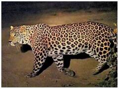 झारखंड: आदमखोर तेंदुए को पकड़ने की सभी कोशिशें नाकाम, देखते ही गोली मारने के आदेश पर हो रहा विचार