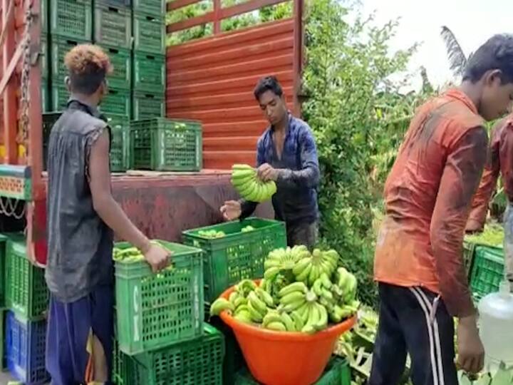 केळी उत्पादक शेतकऱ्यांनी आपल्या केळी बागांची काळजी घ्यावी असे आहवान कृषी विभागाच्या वतीने व्यक्त केले गेली आहे