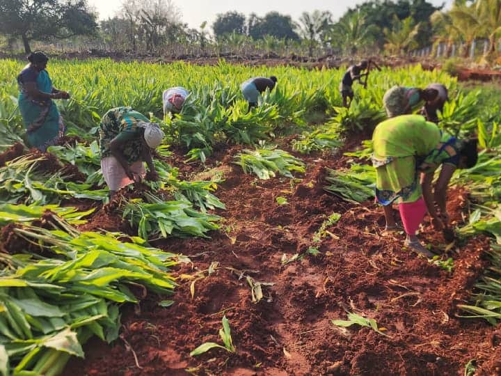 தூத்துக்குடி: சாயர்புரம் பகுதியில் மஞ்சள் அறுவடை பணிகள் தொடக்கம்