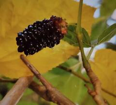 Health Tips : मलबेरी फळ आरोग्यासाठी वरदान; मिळतात आश्चर्यकारक फायदे