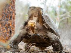 Ecudor Diego: उम्र 100 साल और 800 बच्‍चों का पिता... तस्वीरों में देखिए यह कहानी