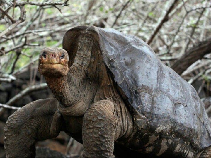 100 year age having 800 children Ecudor Diego Tortoise story is intresting उम्र 100 साल, वजन 80 किलो, 800 बच्‍चों का पिता... इस कहानी को जानकर यकीन करना मुश्किल नहीं नामुमकिन
