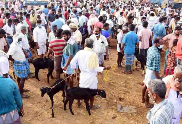 Goats sold at Pudukottai goat market for 2 crores TNN புதுக்கோட்டை ஆட்டுசந்தையில் ரூ.2 கோடிக்கு ஆடுகள் விற்பனை