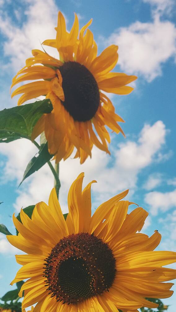 शेतकऱ्यांचा सूर्यफुल शेतीकडं वाढता कल