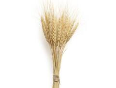 Photo :  गहू निर्यातीबाबत केंद्र सरकार घेणार मोठा निर्णय