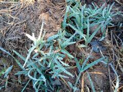 PHOTO : महाबळेश्वरमध्ये सलग तिसऱ्या दिवशी पारा खालावलेला, दवबिंदूही गोठले